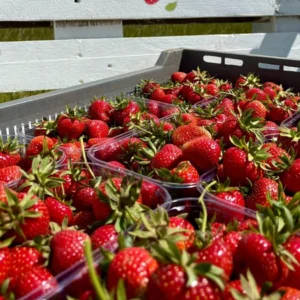 2025_strawberry_varieties