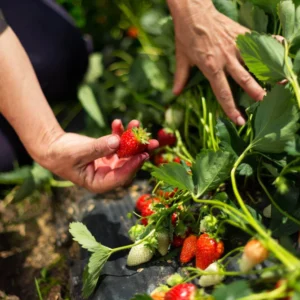 BONNIE_strawberries_iStock-464504840-1800px_cf9d67b3-98c4-49df-a16a-dc9dc59eb17d